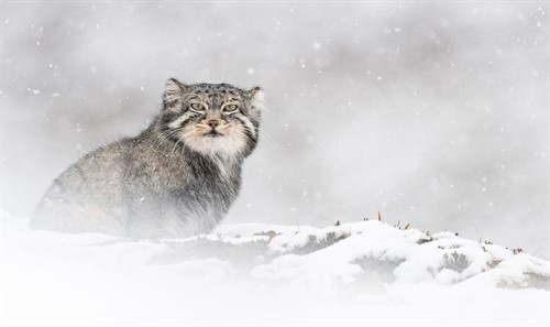 Calendrier Vincent Munier 2023 The Belcourt - The Velvet Queen